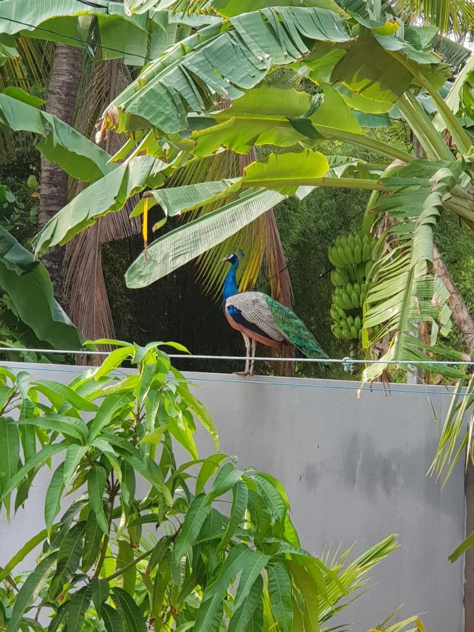 My Whales Guest House Banduramulla Bagian luar foto